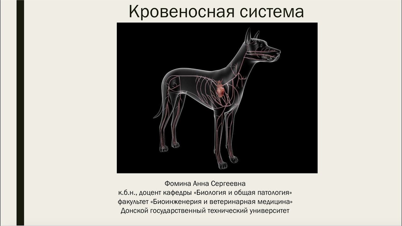 Урок 20: Кровеносная система собаки - YouTube