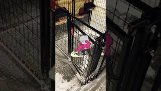 Updated:* How To Clean Dog Kennels (BREEDERS HACKS‼)