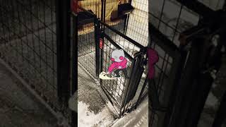Updated:* How To Clean Dog Kennels (BREEDERS HACKS‼️)