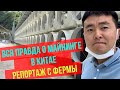 Огромная китайская МАЙНИНГ ферма ПРОСТАИВАЕТ. Срочная распродажа оборудования для майнинга 2021 ВЛОГ