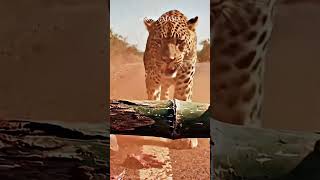Wild Leopard Encounters Fallen Motorcyclist on Remote Highway #leopardrescue #wildlifeencounter