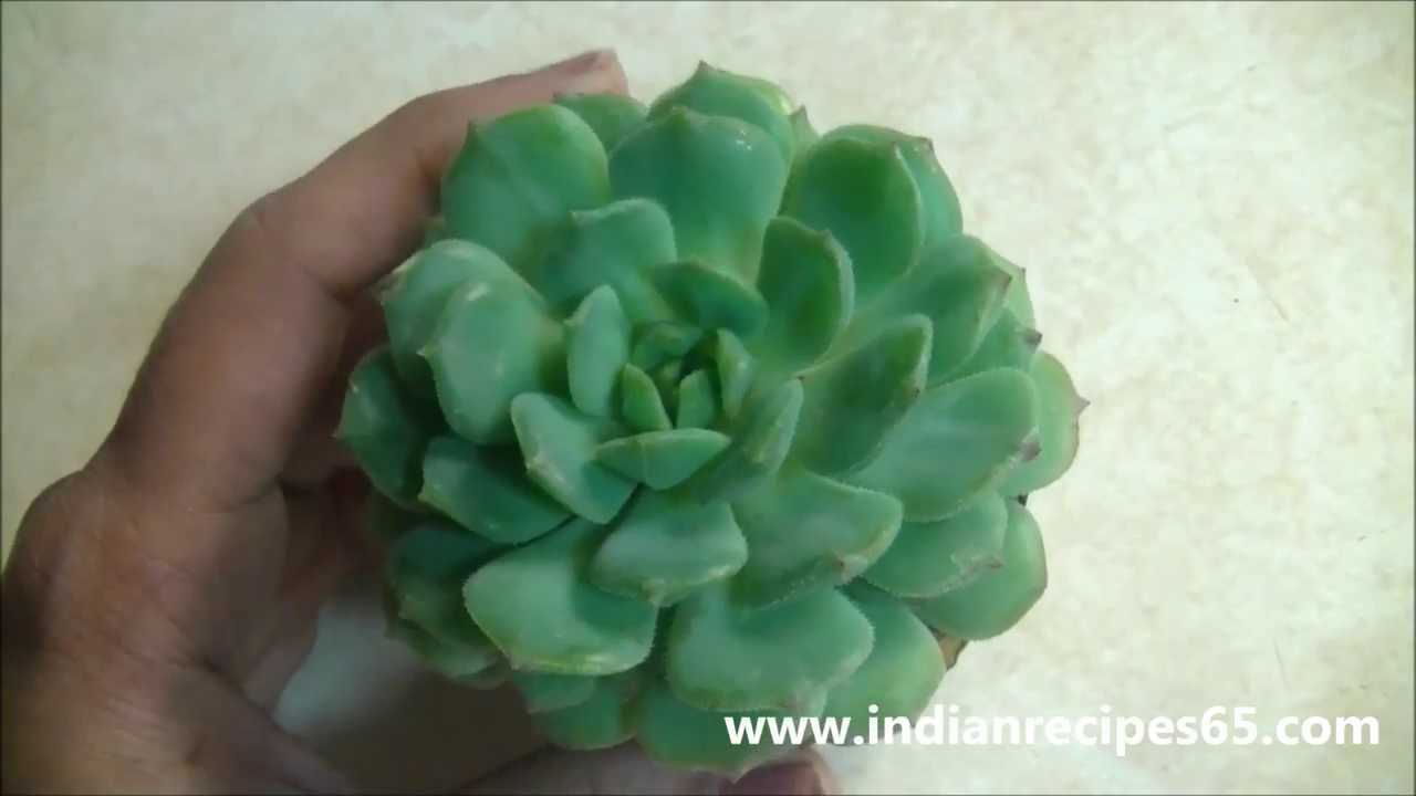 About Succulent Echeveria Dondo Plant And Its Care