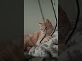 Harley's Habitat... The Ginger Chronicles! Miss LaRoy ❌️📑🐈
