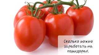 Вырастить помидоры? Легко! Сколько можно заработать на помидорах.