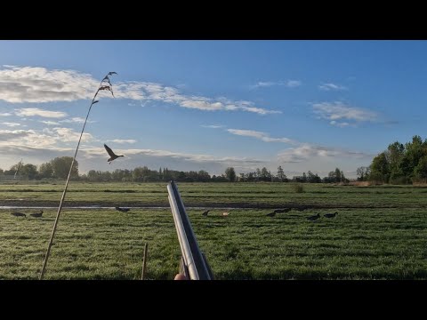 თვენახევრის შემდეგ ნადირობა და ჩემი პირველი ჰიბრიდი ბატი! 18/04/24 Hunting