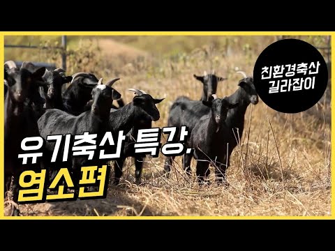 친환경축산 길라잡이 / 유기축산 분야별 특강 / 염소편