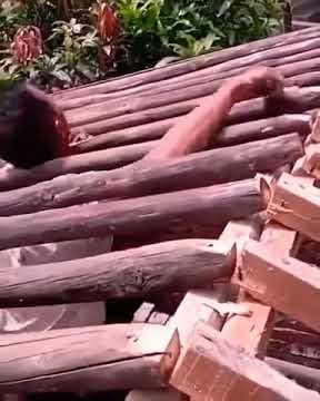 VIDEO VIRAL || WIS ANGEL ANGEL.. || STORY WA