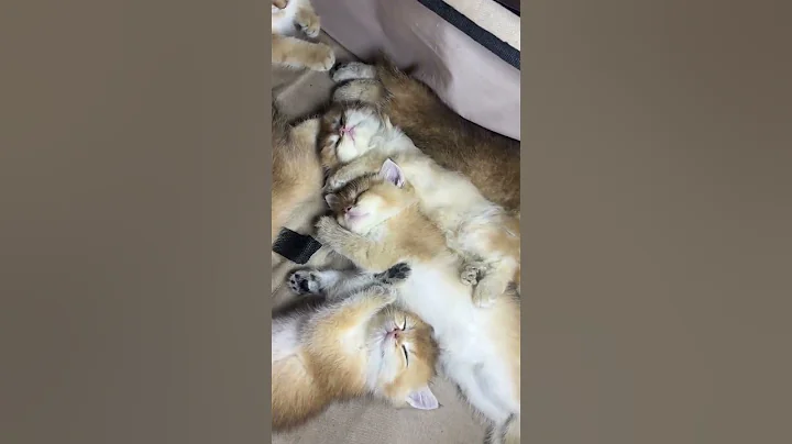 Video 11126461: maine coon cat, bengal cat, cat kitten kittycat, domestic cat breed