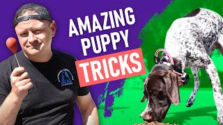 How to Free Shape the 'Touch' Command with Your Puppy!