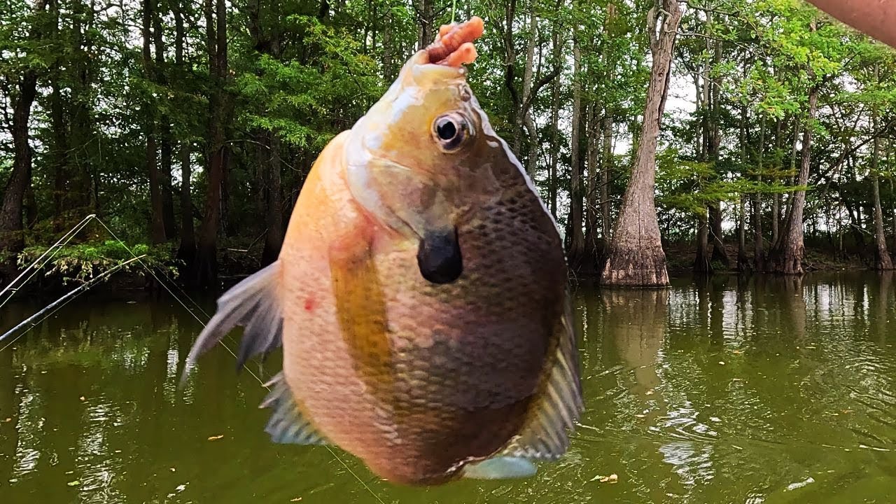 Fishing in the Swamp Went Wild! Bream Crappie and Bass