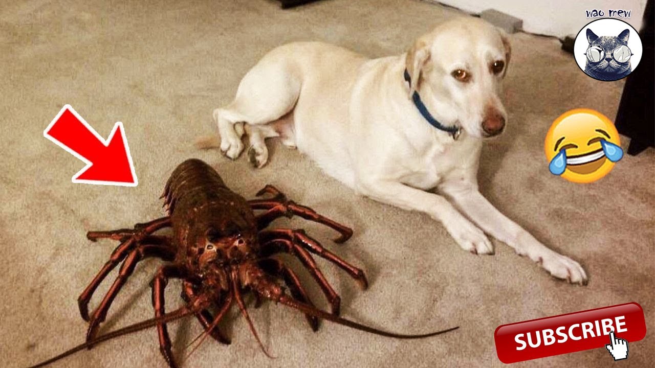 Compilation of happy dogs, Dogs that bring laughter🐶🐶🐶 YouTube