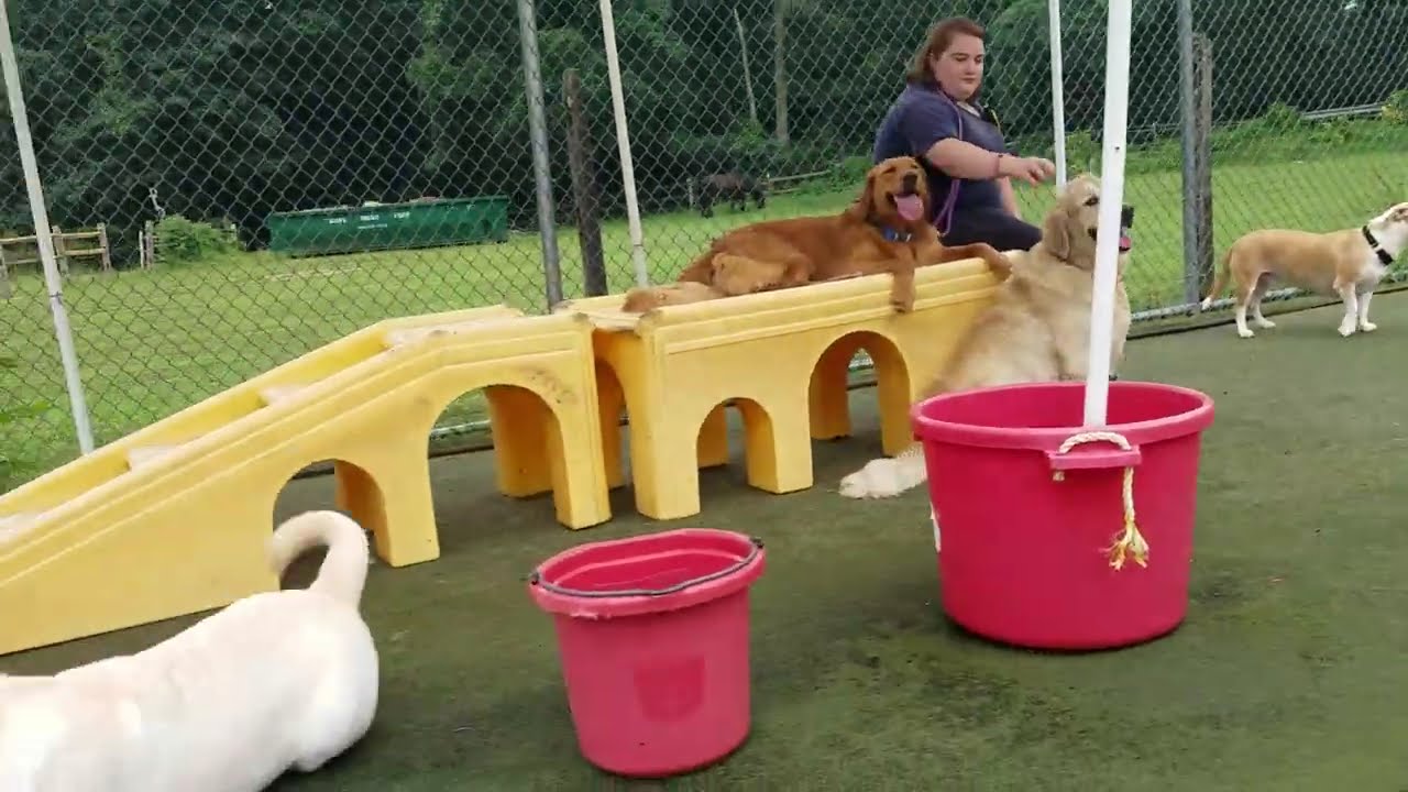 Playtime at Dogs On The Farm & Cats Too!