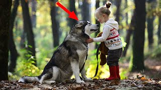 A Pregnant Wolf Asked For Help From This Little Girl. A Minute Later, Something Unexpected Happened