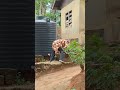 See Me See Wahala For Mazi Okeke Step O Funny Comedy Video Viral Shorts Subscribe 