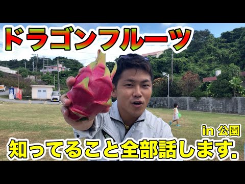 【ドラゴンフルーツ】切り方，食レポ！糖度・栄養面！ 品種，育て方，増やし方，温度，開花条件，とことん！[Dragon fruit] How to cut, food report!