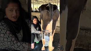 ഇങ്ങനെ ചെയ്താൽ വേനൽക്കാലത്തും പാൽ കുറയില്ല smitha dairy farm