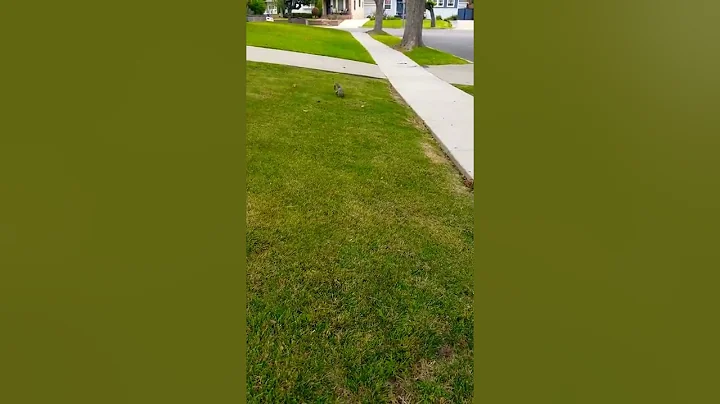 Squirrel gets hand fed 1st time.