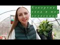 ХАВОРТИЯ: УХОД и МОЯ КОЛЛЕКЦИЯ🌺🌿