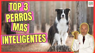 🥇 TOP 3 RAZAS DE PERROS MÁS INTELIGENTES 🥇 by VETERINARIO GRATIS 8,244 views 2 weeks ago 4 minutes, 22 seconds