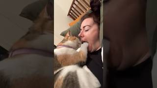 Funny cat and dogs  episode 236 #pets #funny #cat #dog #shorts