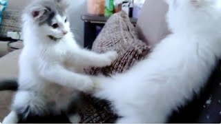 Kitten wants to play with little kitten