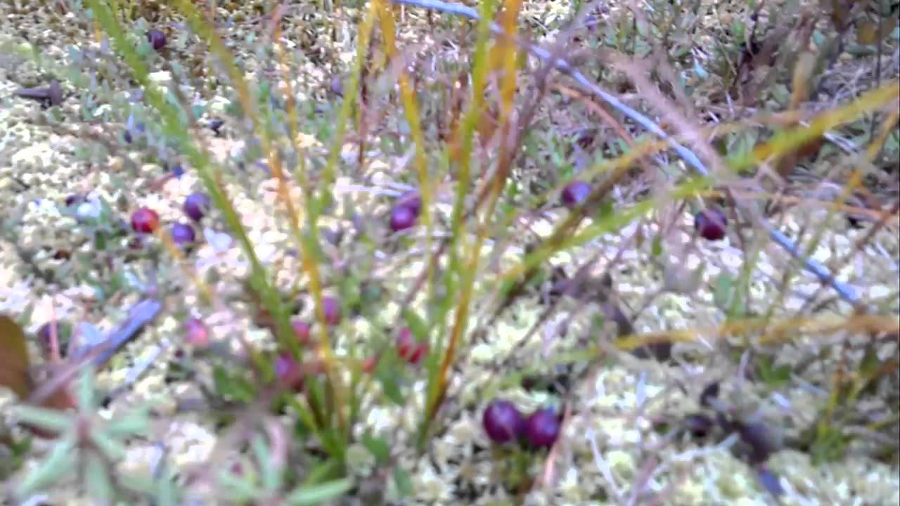 Как растет клюква - YouTube