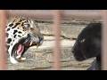 卯月佐助とミワちゃん（黒ジャガー）ますます仲良し♡♡とべ動物園にて