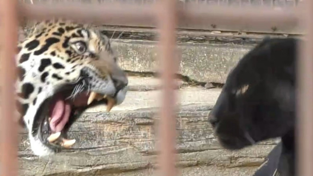卯月佐助とミワちゃん（黒ジャガー）ますます仲良し♡♡とべ動物園にて