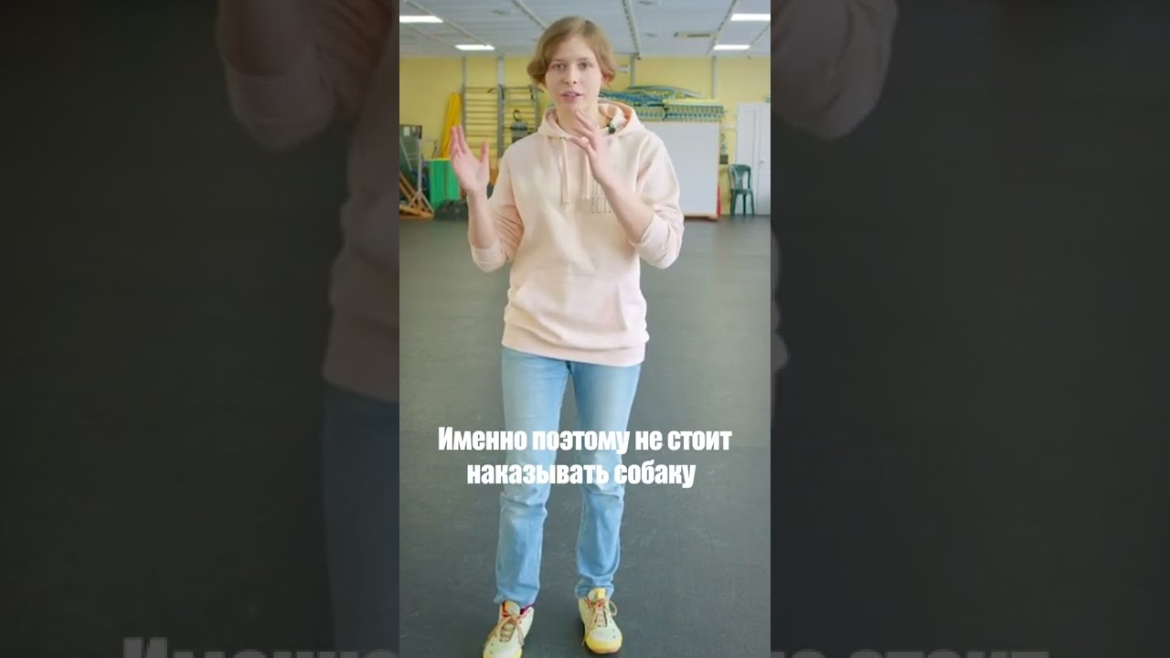 что делать, если ваша собака лает