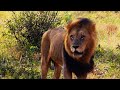 The huge gomondwane male lion tank one of the huge gomondwane male lions kruger national park