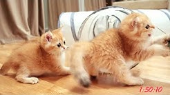 1st Month After Birth Four Golden Kitten British Shorthair Compilation Youtube