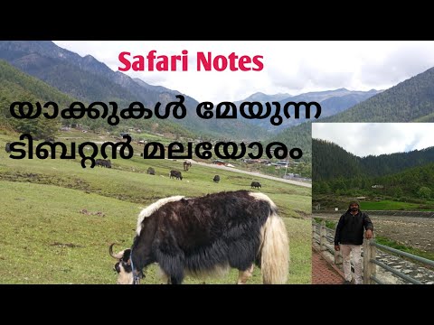 #Safari Notes#  The Tibetan yak| യാക്കുകൾ മേയുന്ന ടിബറ്റൻ മലയോരം|Noufal Haris P.C |2020