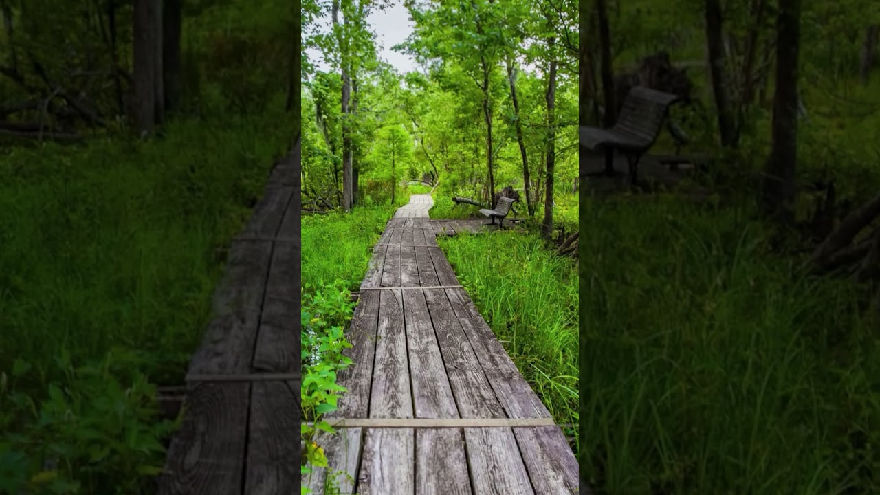 Escape to Nature's Paradise: Lafitte Park, New Orleans' Hidden Gem! 