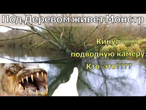 Рыба не Клюёт! Что же там Живет? Кинул в Корчь Камеру. Кто..