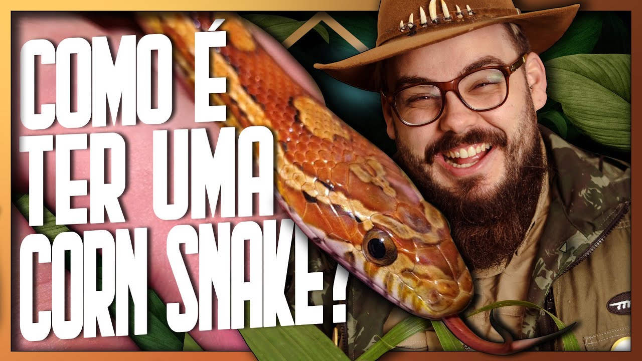 Como é ter uma CORN SNAKE? | Como criar uma COBRA DO MILHO? | Biólogo Tai