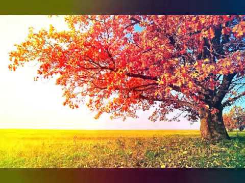 YouTube Bangla Islamic Song 2018 | Sob Chere Jeto Hobe Shunno