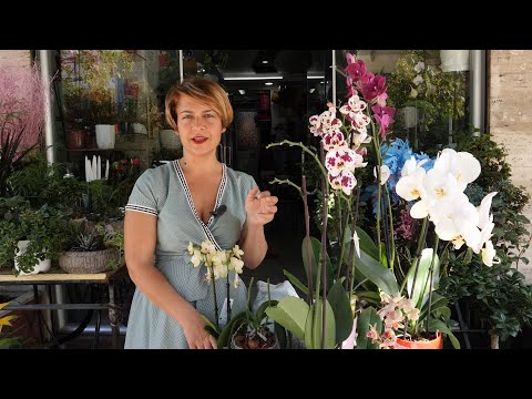 Video: Orkide misterioze: rritet në shtëpi
