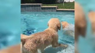 Puppy Family Goes For A Swim