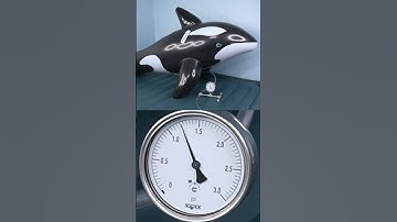 Over Inflating the H2OGo Inflatable Orca Whale Ride-On Pool Toy from Bestway