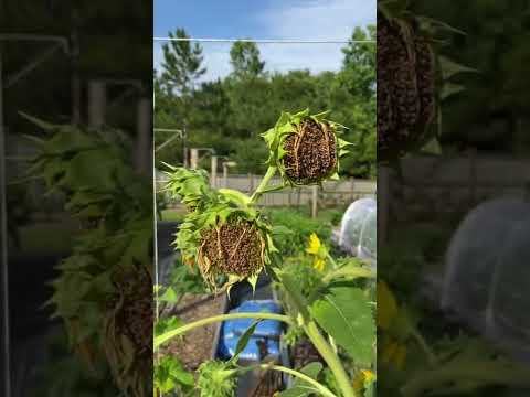 Video: Trap Crop Info: Tips för att använda lockbeteväxter i trädgården