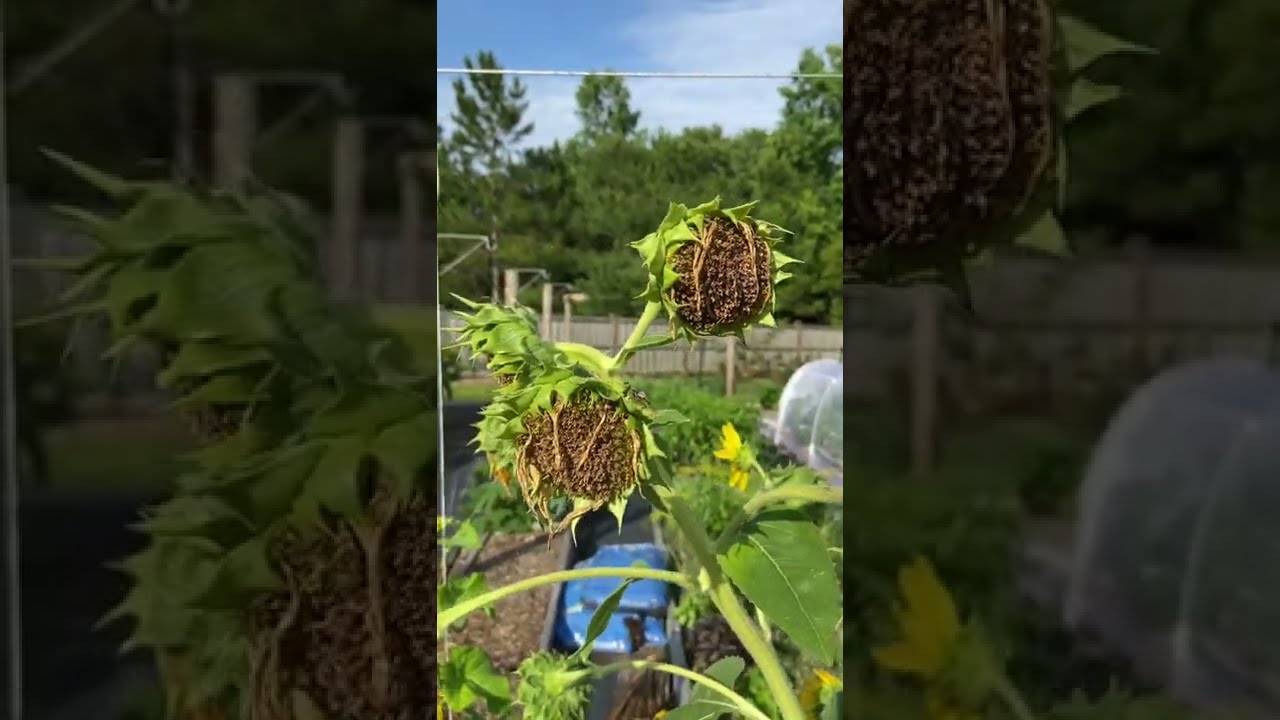 TRAP CROPS: Proof They WORK And How To Use Them