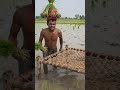 #desi jugad #khat #dhan #ytshorts #viral #farming #gaon #agriculture #farmer