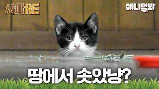 [사파RE] 어느날 바닥에서 고양이가 자랐다🐈 #동물농장 #animalfarm