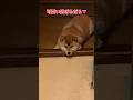 うちの娘は超可愛いんです。 #柴犬 #柴犬のいる暮らし #dogsofinstagram #dogshorts #dog #shibainu #癒し #cute #しばいぬ #心亜
