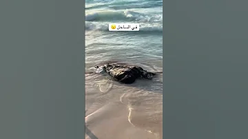 ظهور كائن غريب فى بحر الساحل الشمالي سبحان الله العظيم البحر بحر اكسبلور Shark الساحل الشمالي 