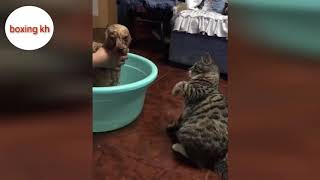 Cute Cats And Dogs 2019 Best Funny Boxing Kh Video