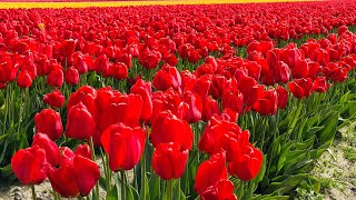 Skagit Valley Tulip Festival |  Tulip Festival | Tulip Seattle| Tulip Town| Skagit Valley| mt vernon