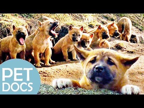 Meet the Dingo Siblings | My Animal Friends | Pet Docs