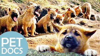 Meet the Dingo Siblings | My Animal Friends | Pet Docs