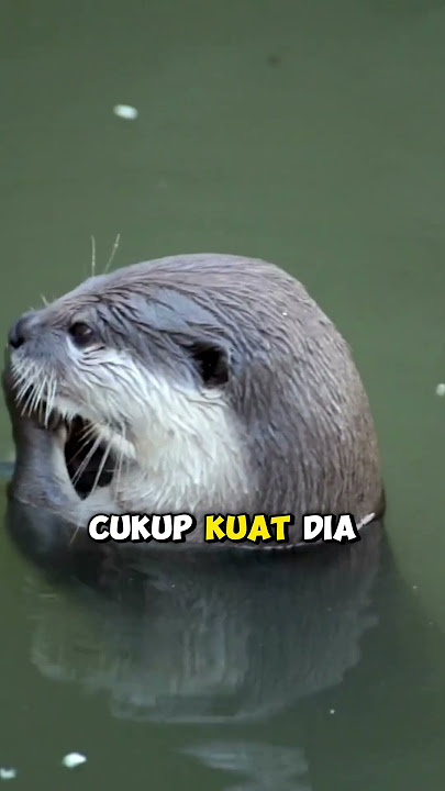 Memerang Balas Budi Penyelamatnya 😢🦦#OtterRescue #KisahBenar #HaiwanComel